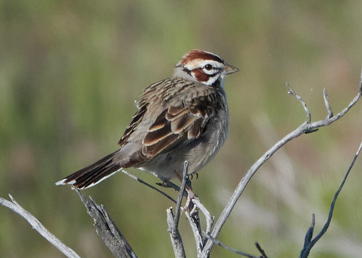 Lark Sparrow - ML620465602