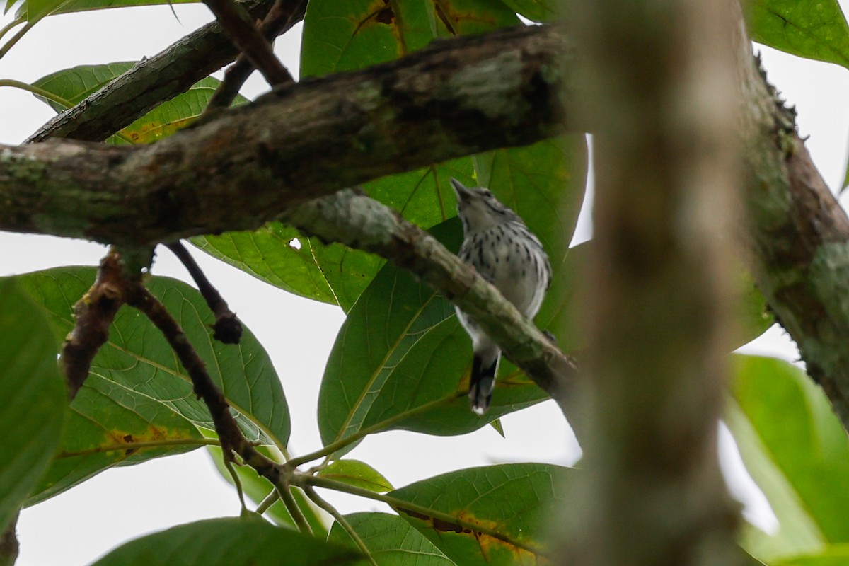 Stripe-chested Antwren - Tom Feild