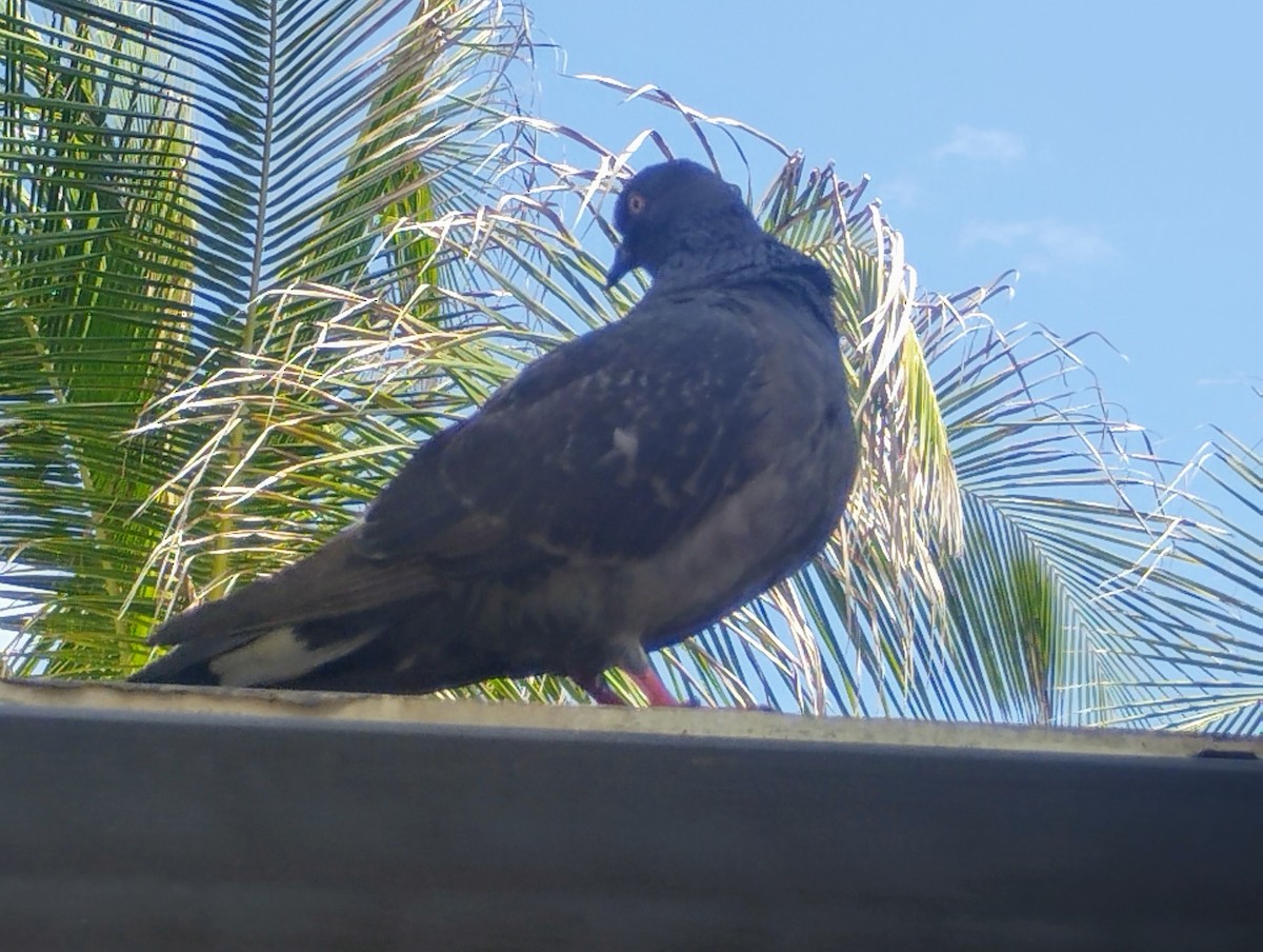 Rock Pigeon (Feral Pigeon) - ML620465608