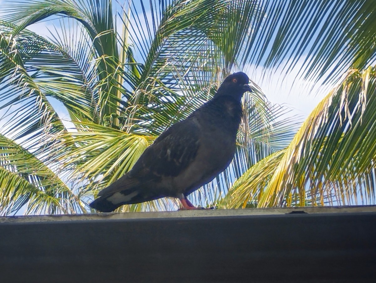 Rock Pigeon (Feral Pigeon) - ML620465609