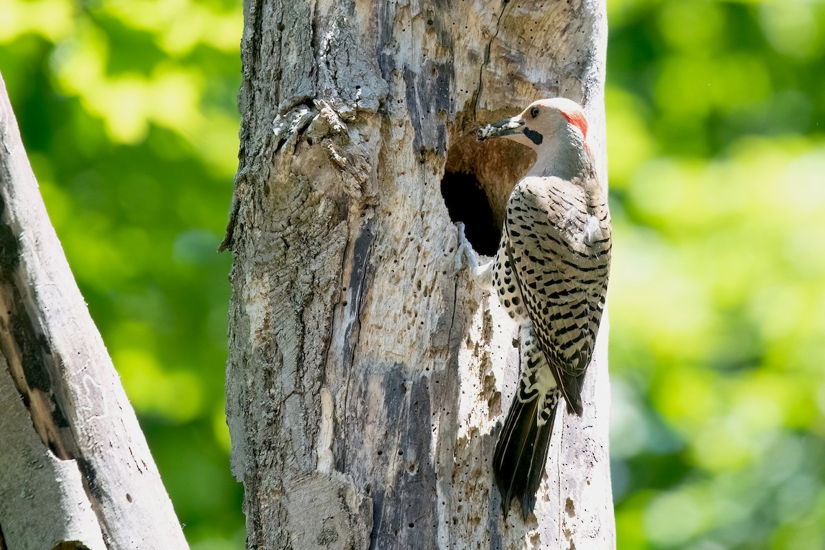 Northern Flicker (Yellow-shafted) - ML620465615