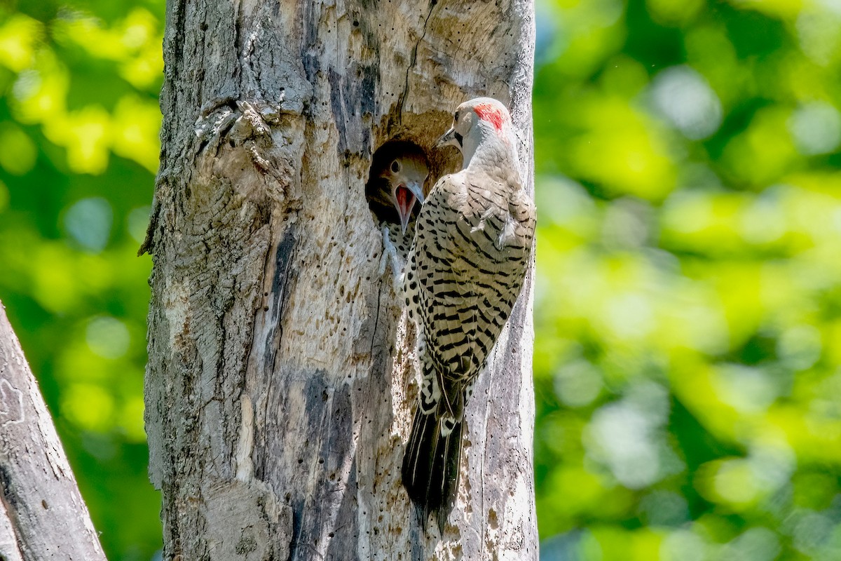 Northern Flicker (Yellow-shafted) - ML620465617