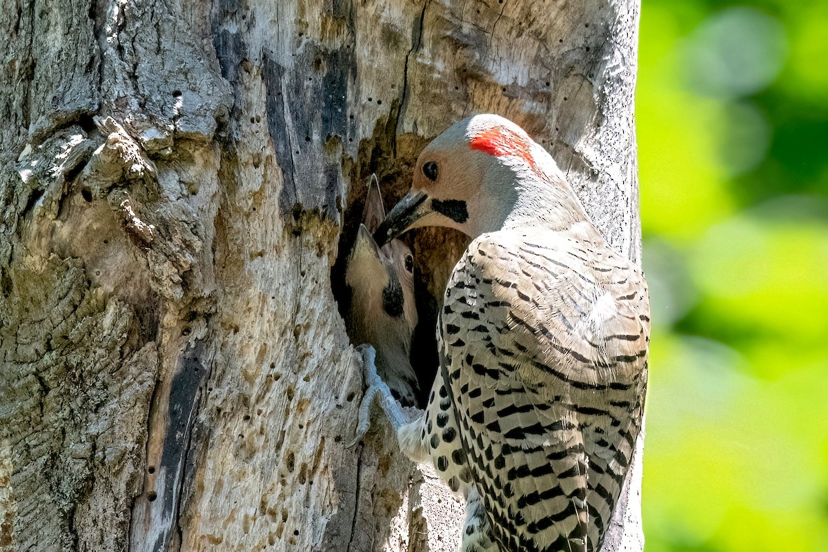 Northern Flicker (Yellow-shafted) - ML620465621