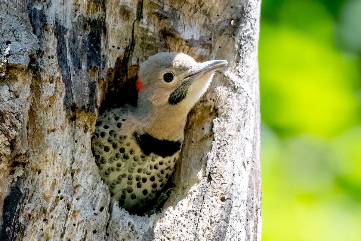 Northern Flicker (Yellow-shafted) - ML620465623