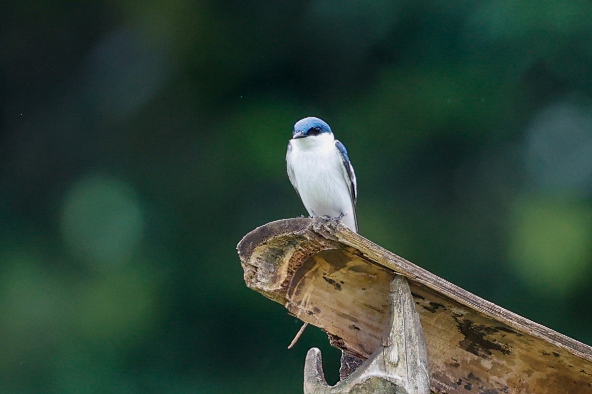 White-winged Swallow - ML620465627