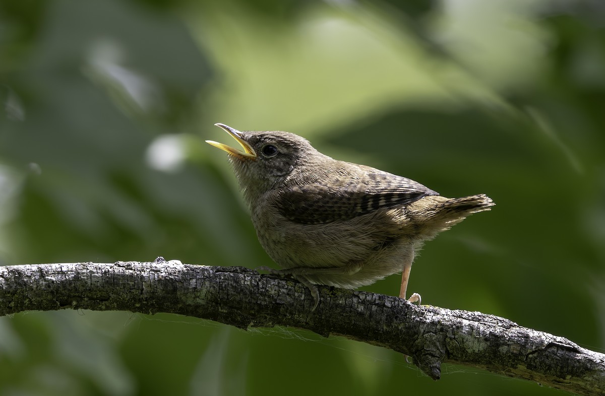 House Wren - ML620465629