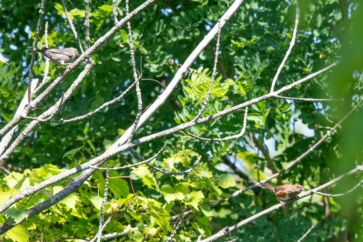 Eastern Towhee - ML620465631