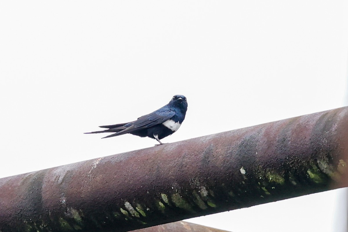 White-banded Swallow - ML620465633