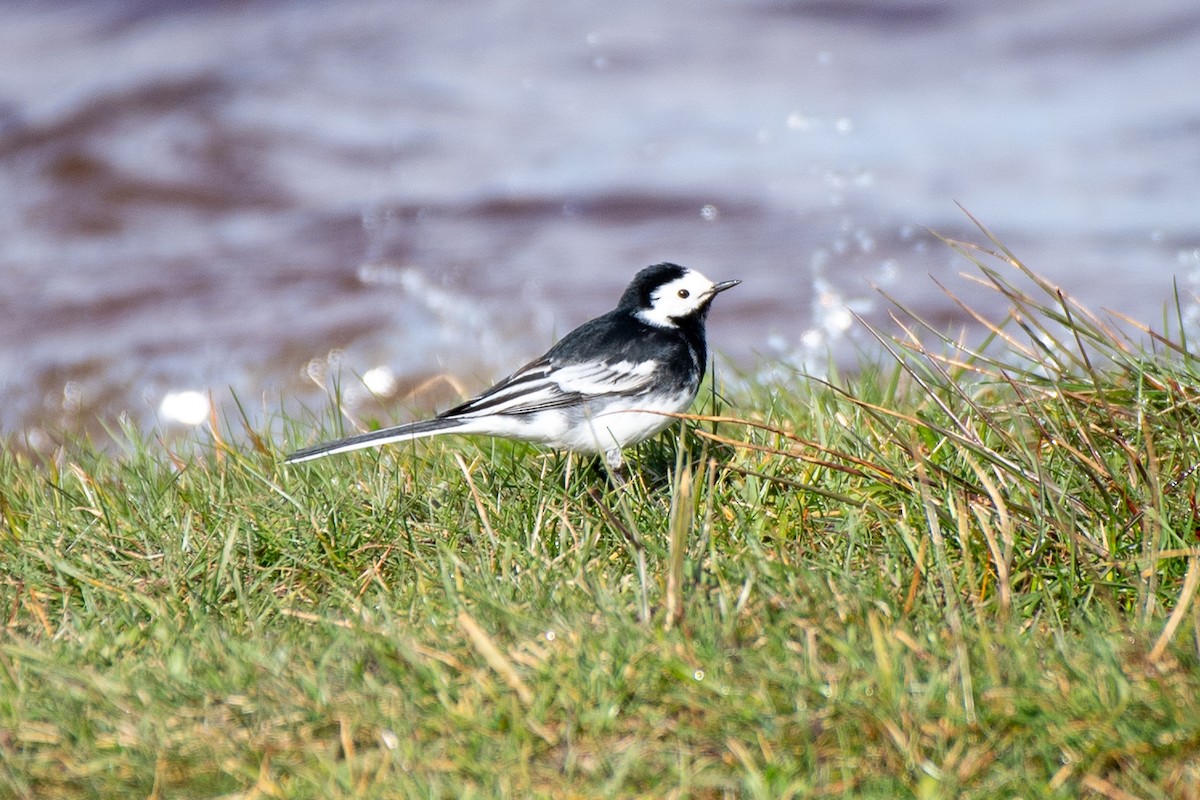 White Wagtail - ML620465636