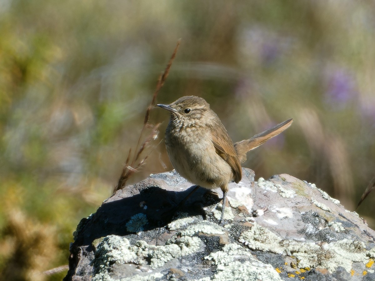 Streak-throated Canastero - ML620465637