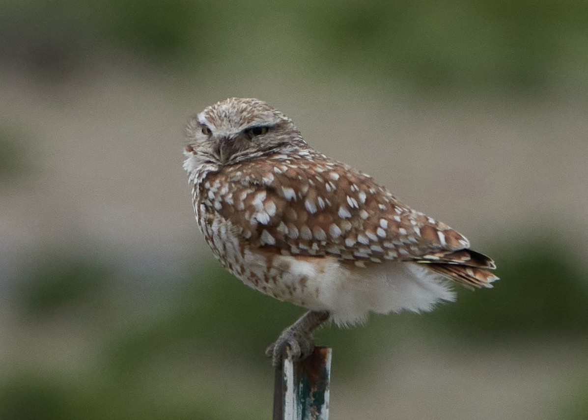 Burrowing Owl - ML620465638