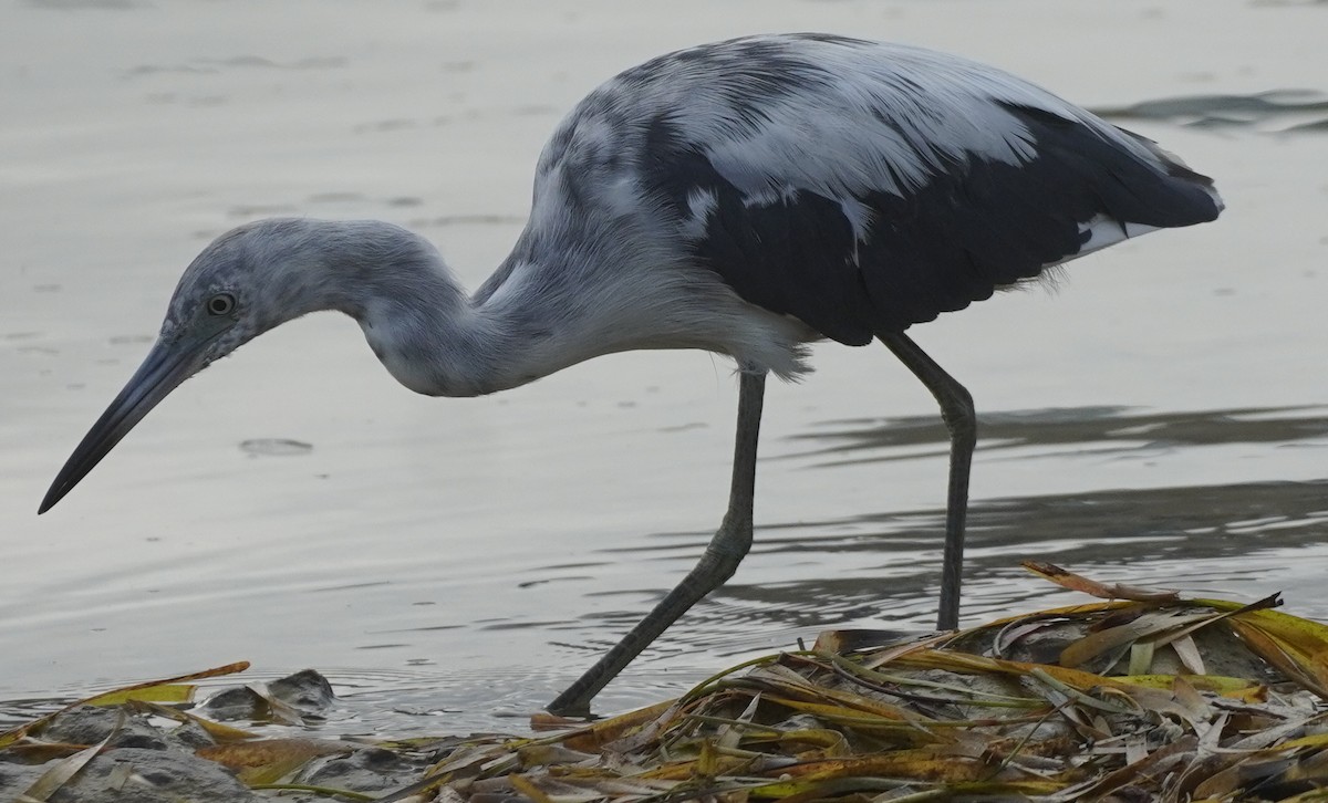 Little Blue Heron - ML620465640