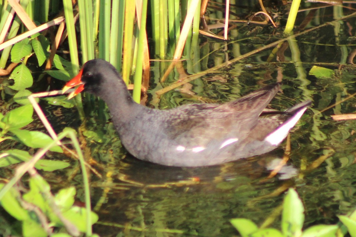 Common Gallinule - ML620465641