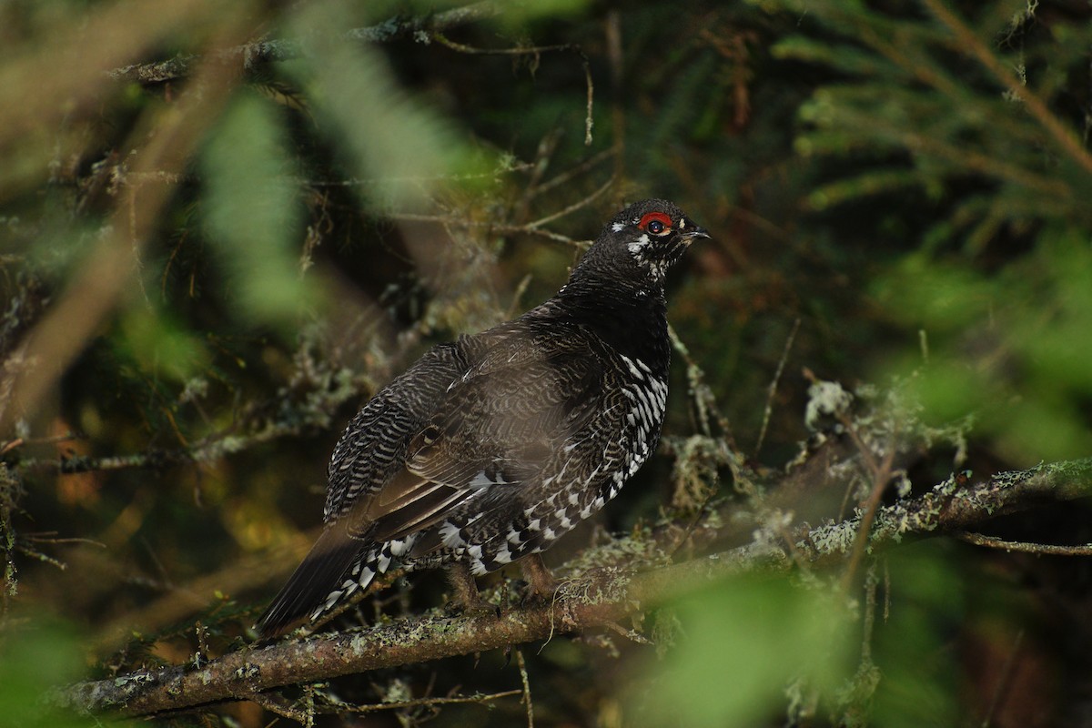 Spruce Grouse - ML620465642