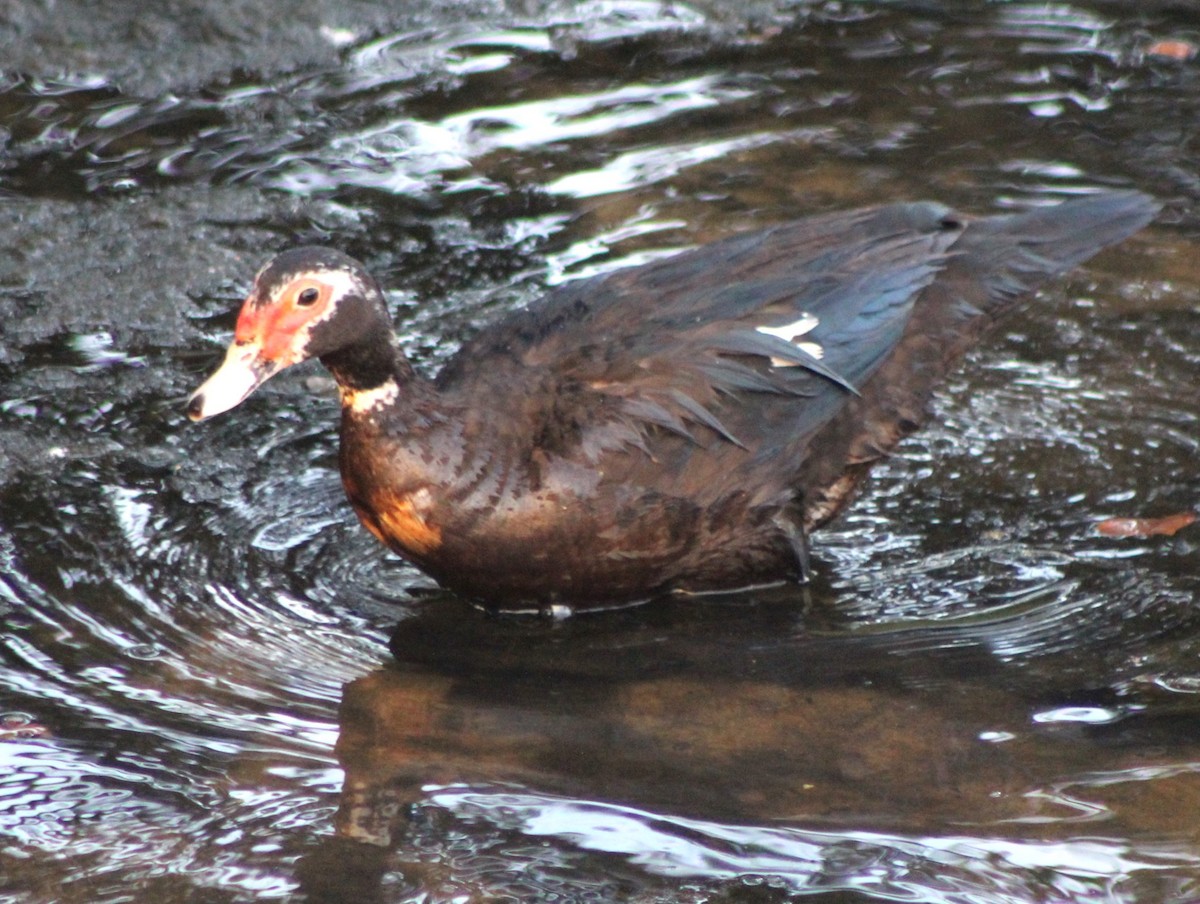 Muscovy Duck (Domestic type) - ML620465654