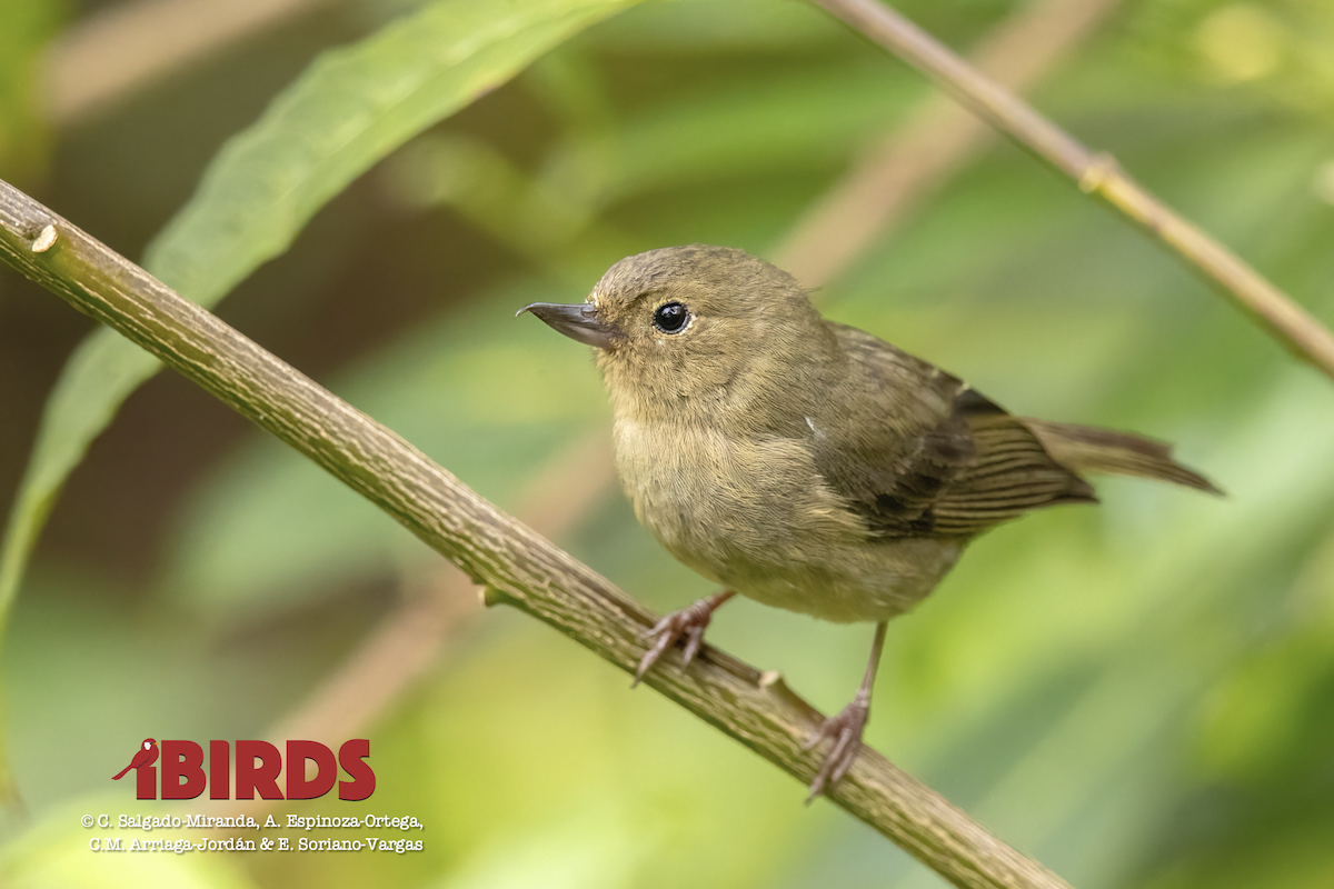 Slaty Flowerpiercer - ML620465655