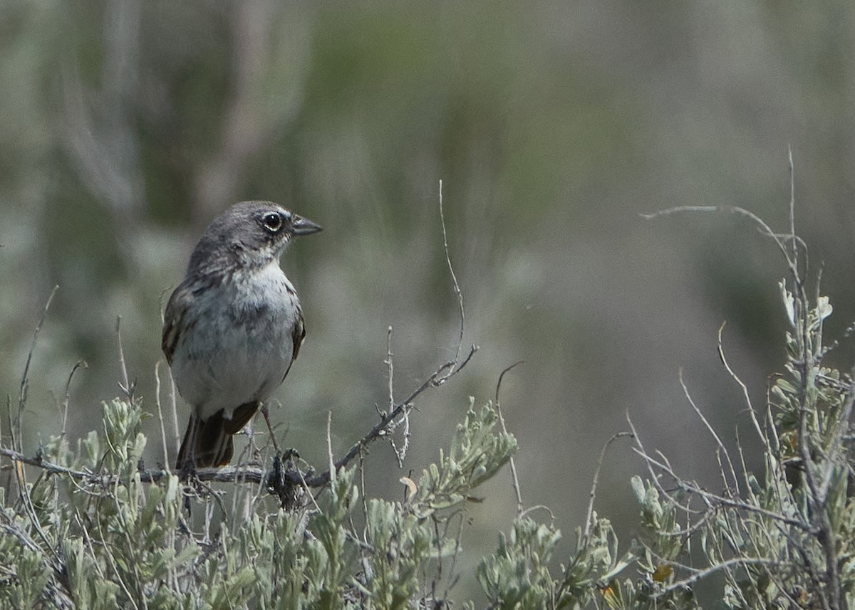 Sagebrush Sparrow - ML620465656