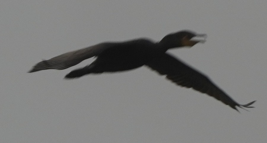 Double-crested Cormorant - ML620465657