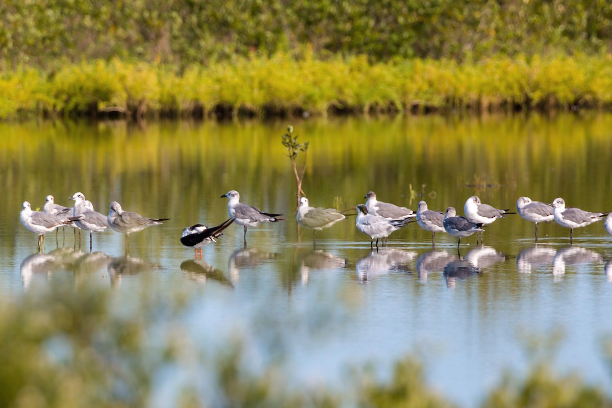 Mouette atricille - ML620465658