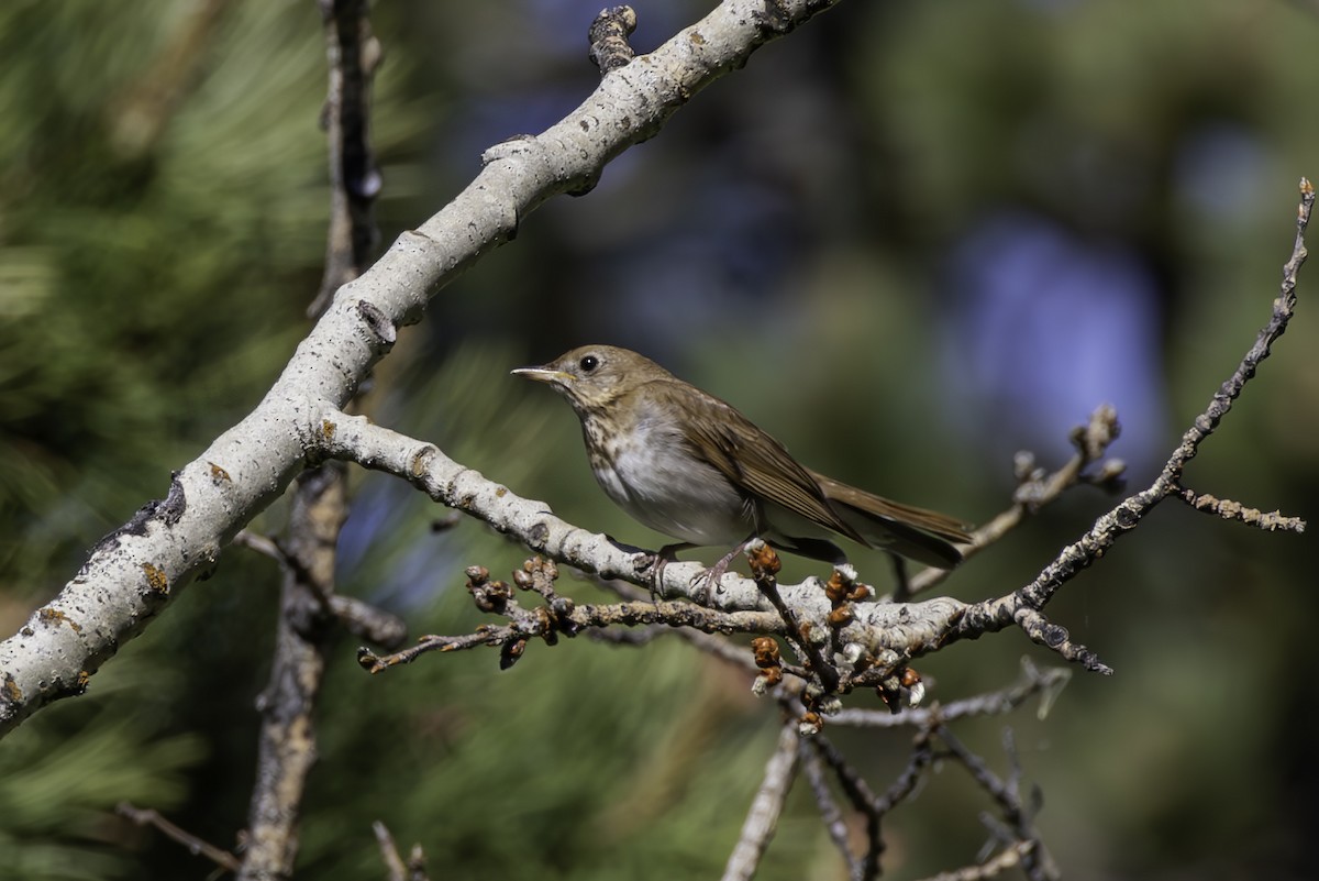 Veery - ML620465659