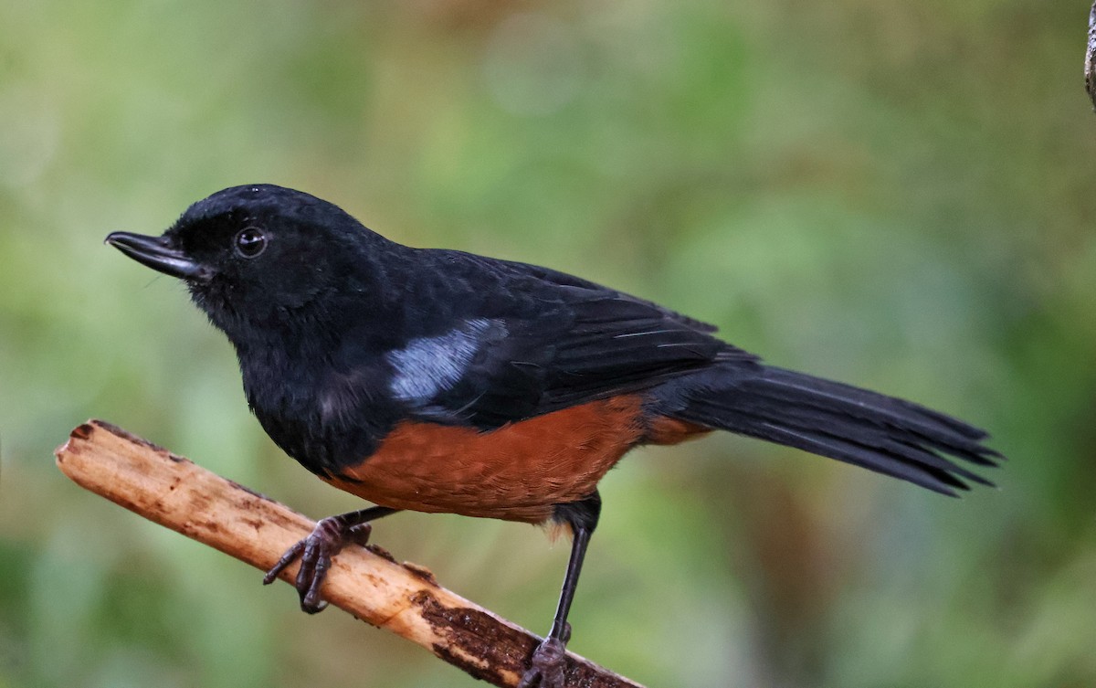 Chestnut-bellied Flowerpiercer - ML620465666