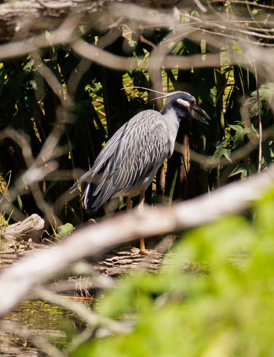 Yellow-crowned Night Heron - ML620465675