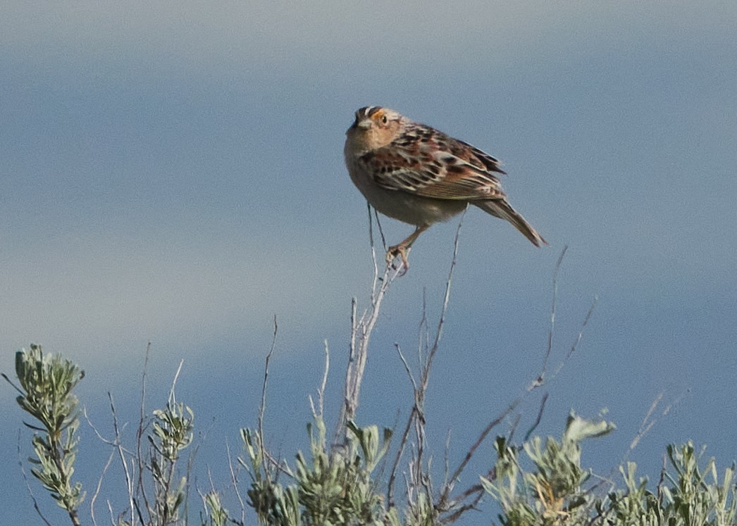 Grasshopper Sparrow - ML620465676