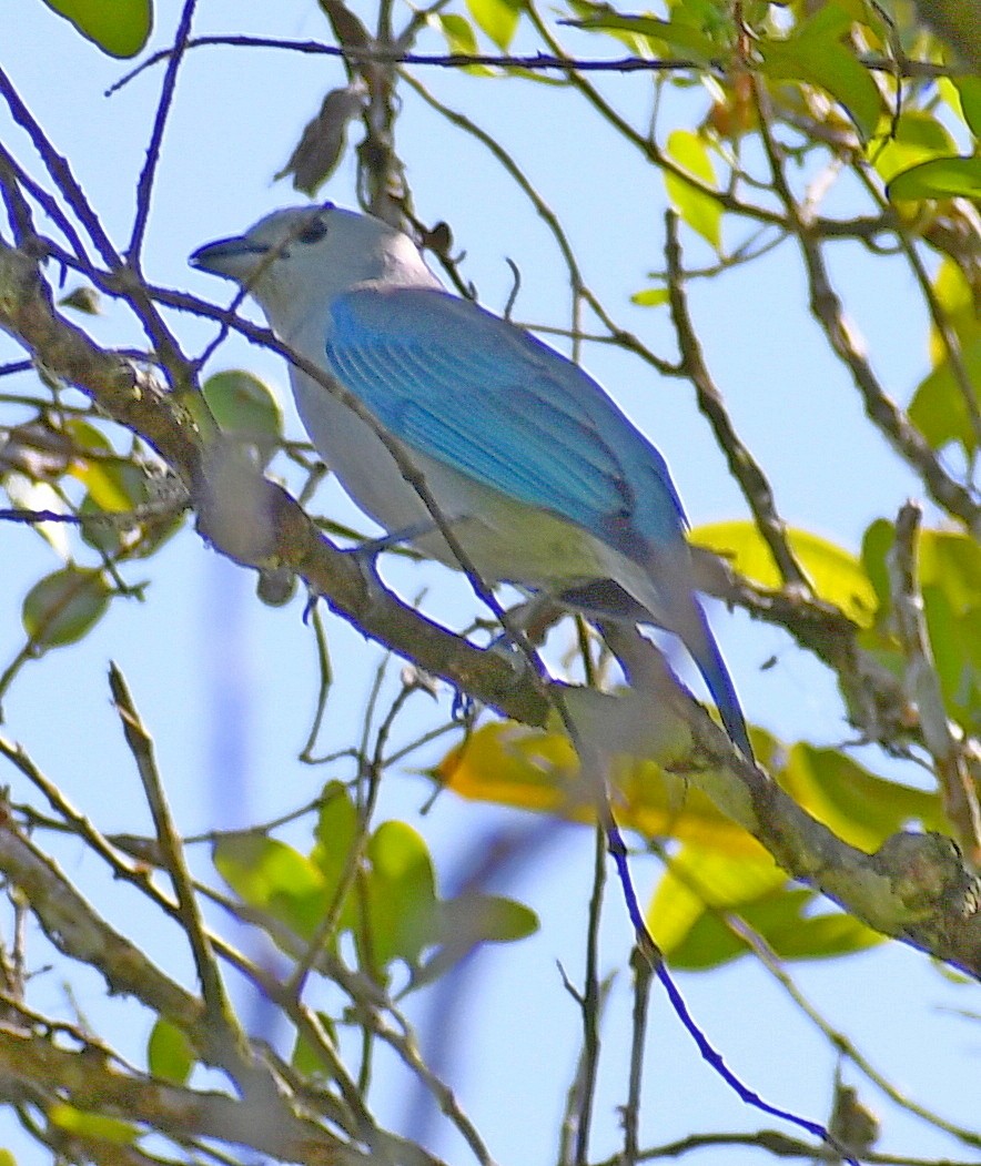 Blue-gray Tanager - ML620465677