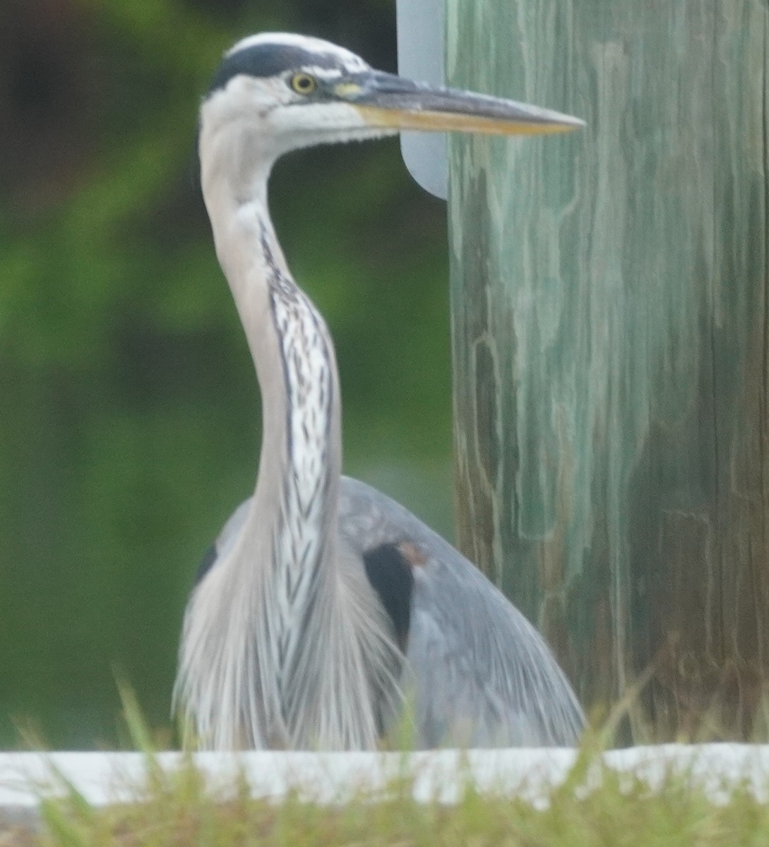 Great Blue Heron - ML620465679