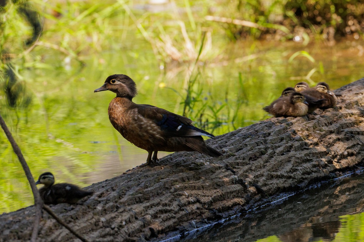 Wood Duck - ML620465684