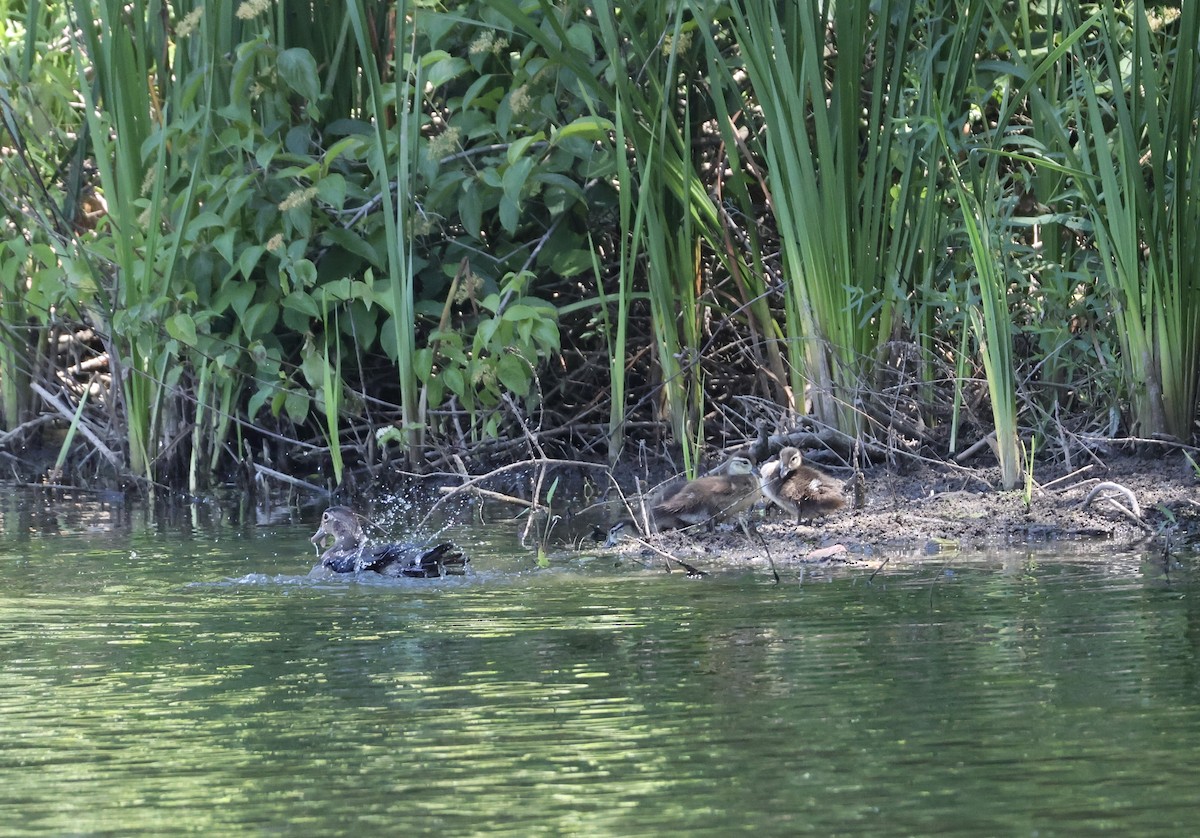 Wood Duck - ML620465688