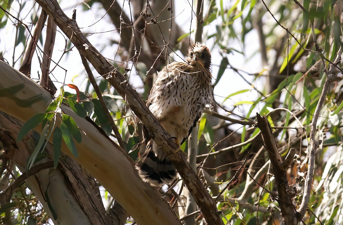 Cooper's Hawk - ML620465692