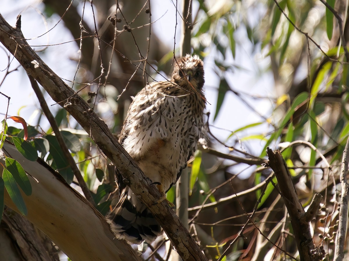 Cooper's Hawk - ML620465693