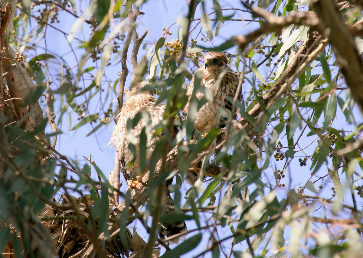 Cooper's Hawk - ML620465694