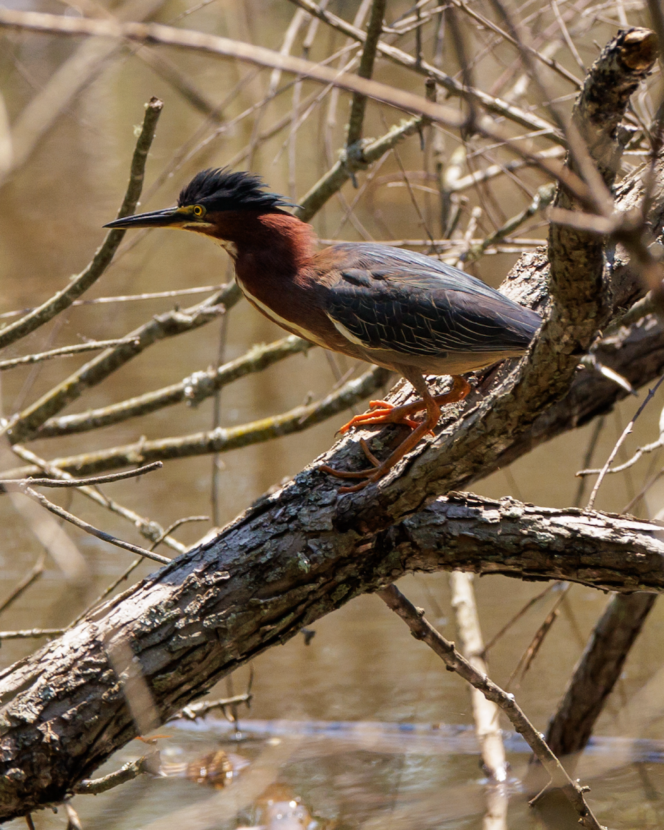 Green Heron - ML620465695