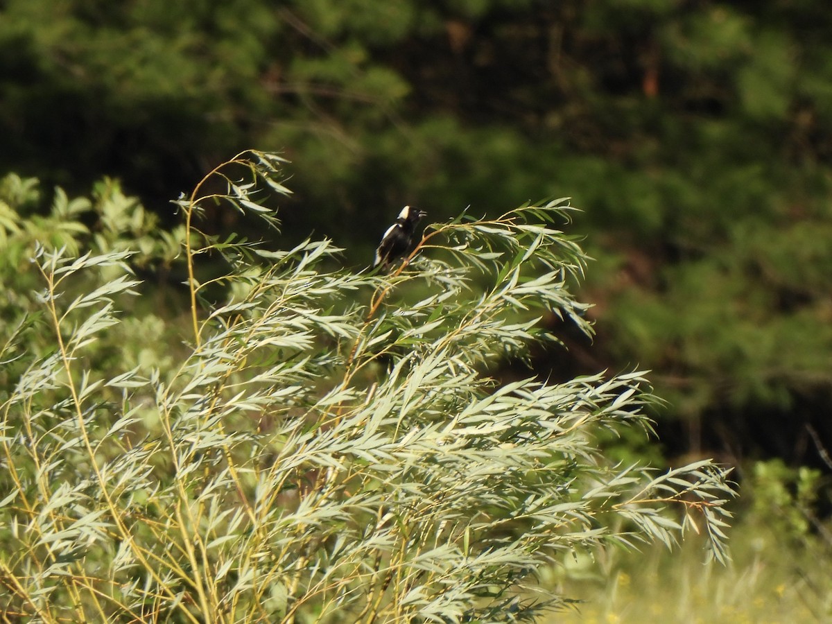 Bobolink - ML620465697