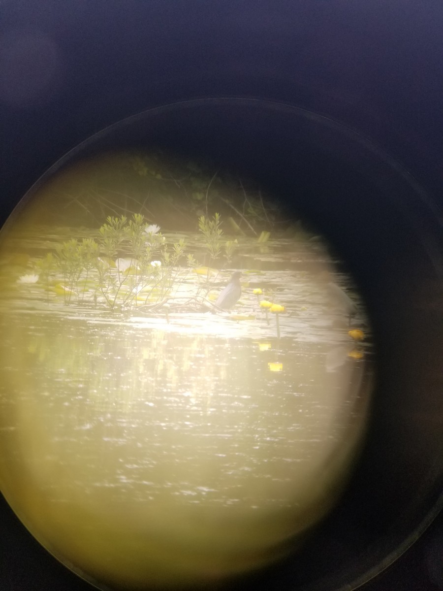 Green Heron - ML620465698