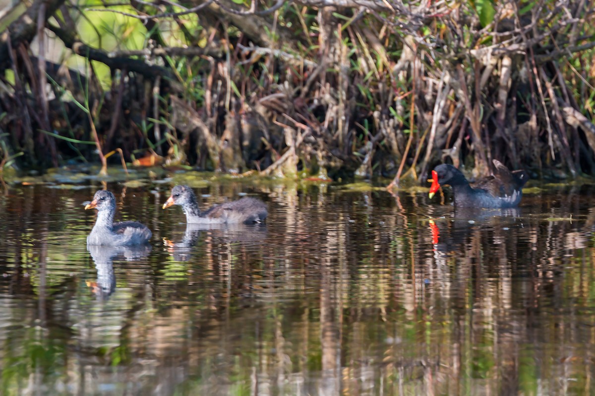 Common Gallinule - William Clark