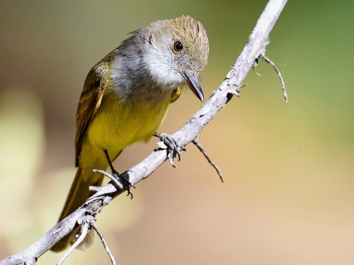 Dusky-capped Flycatcher - ML620465700