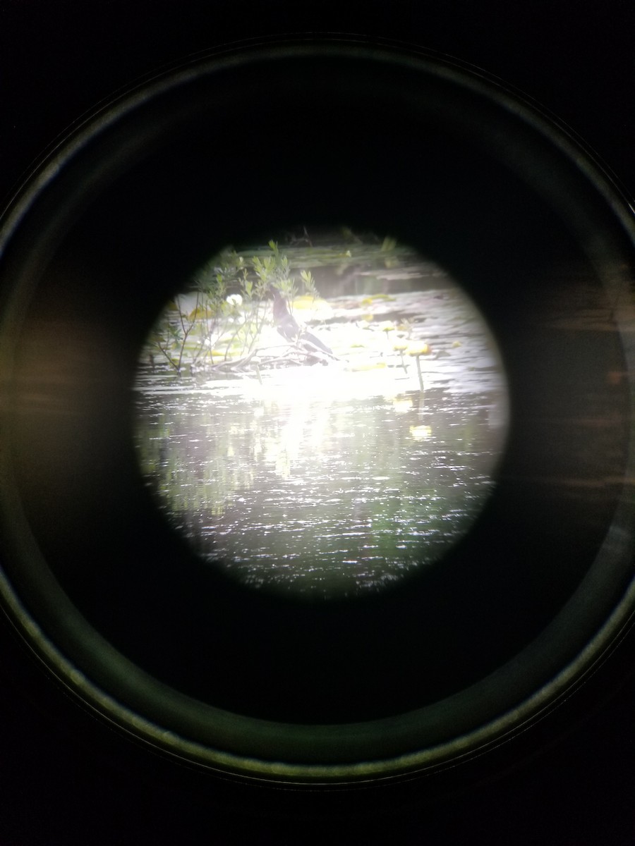 Green Heron - ML620465701