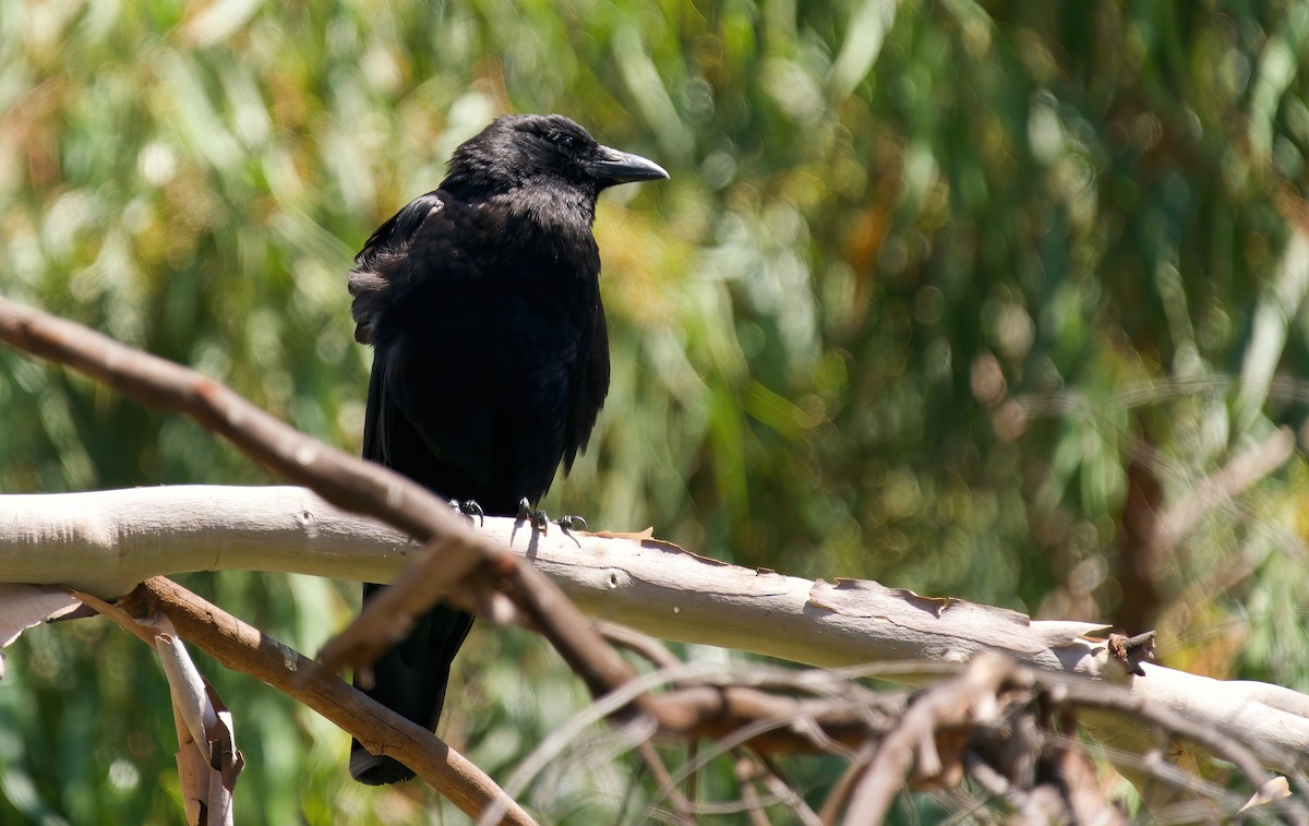 American Crow - ML620465707