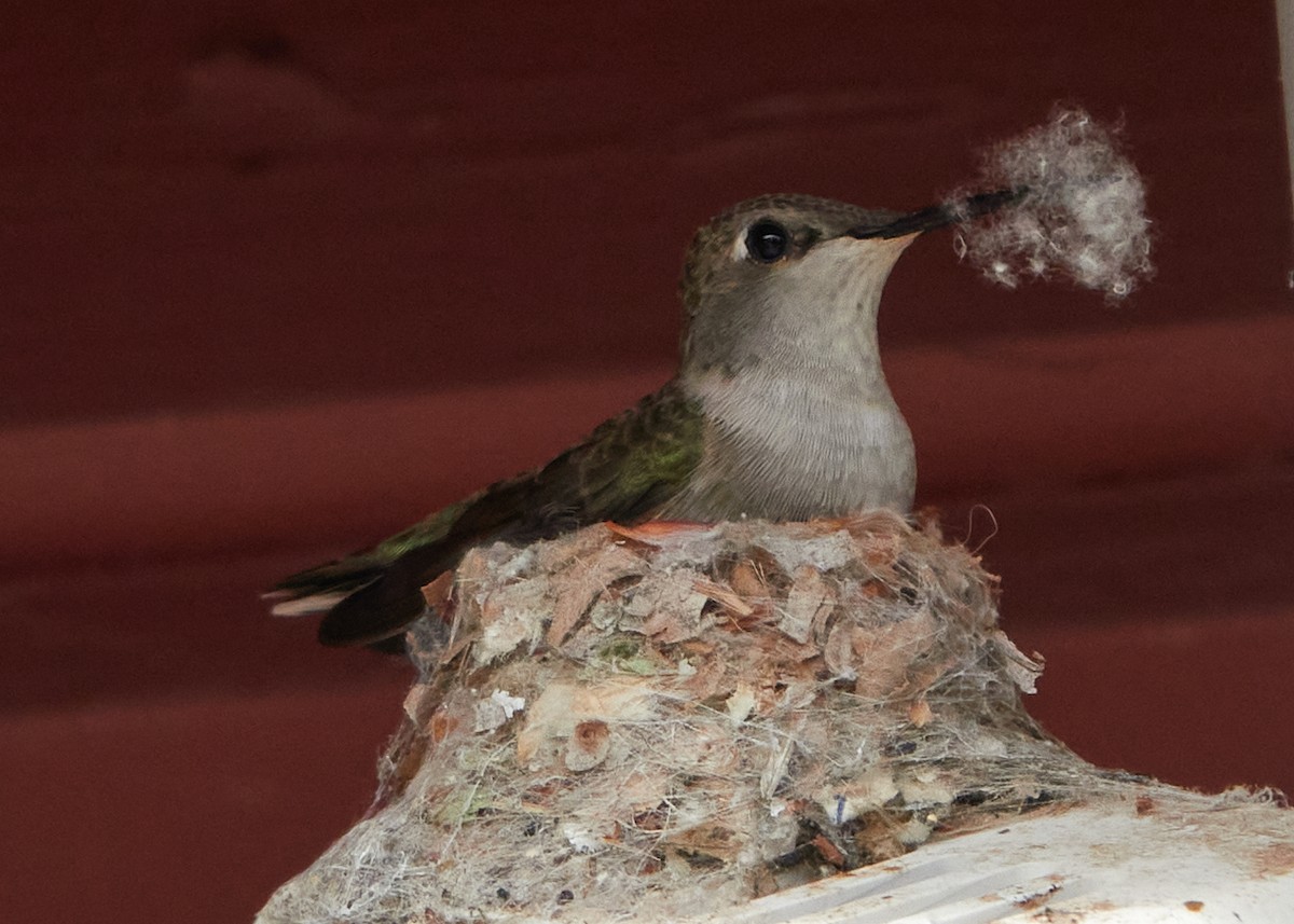 Colibrí Gorjinegro - ML620465713