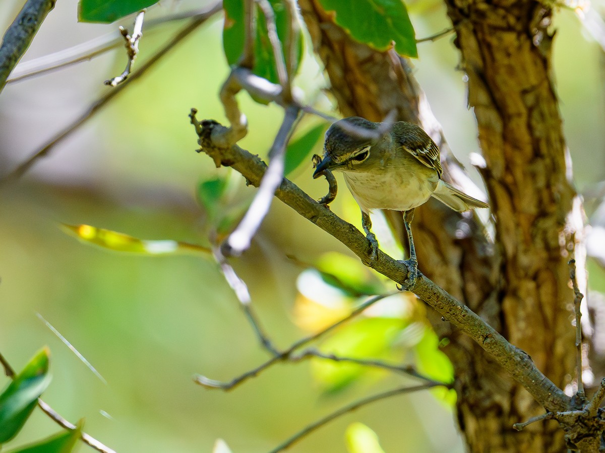 Plumbeous Vireo - ML620465716