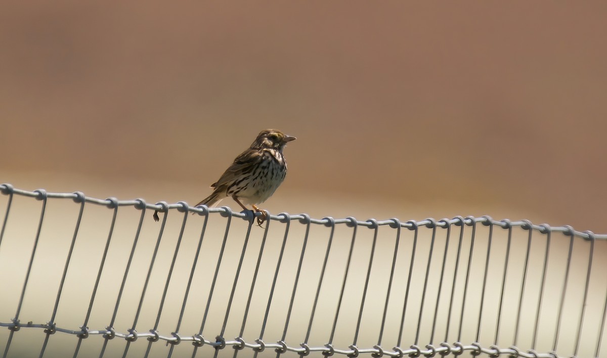 Savannah Sparrow (Belding's) - ML620465717