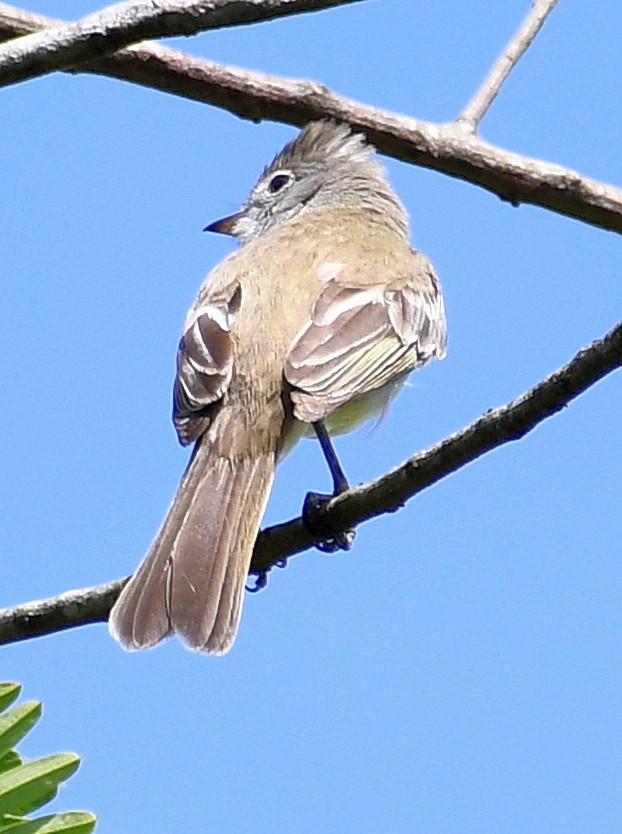 Yellow-bellied Elaenia - ML620465723