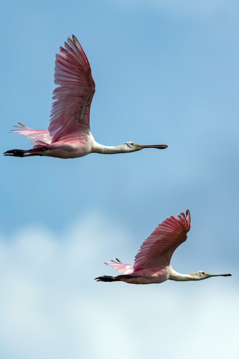 Roseate Spoonbill - ML620465724