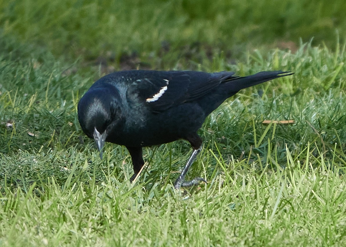 Tricolored Blackbird - ML620465725