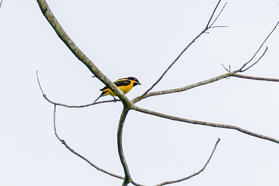 Yellow-bellied Dacnis - ML620465727