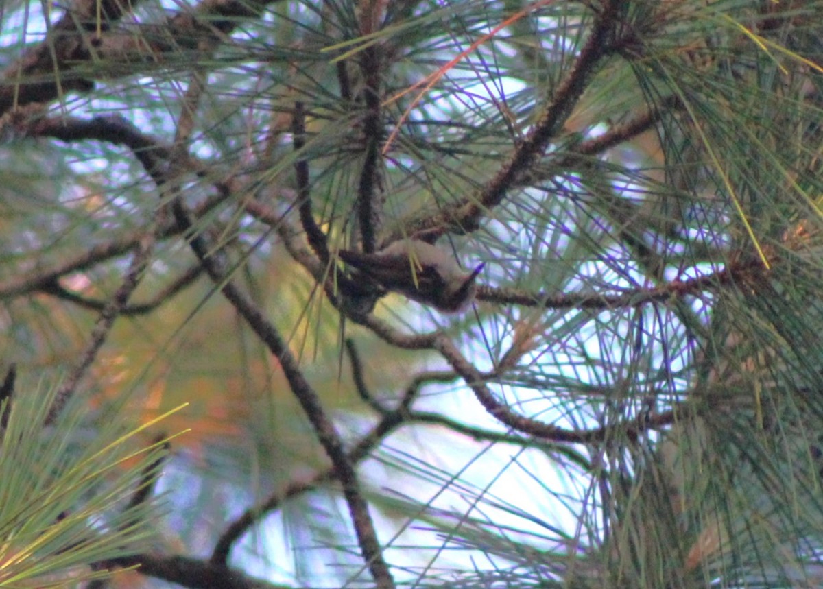 Brown-headed Nuthatch - ML620465749