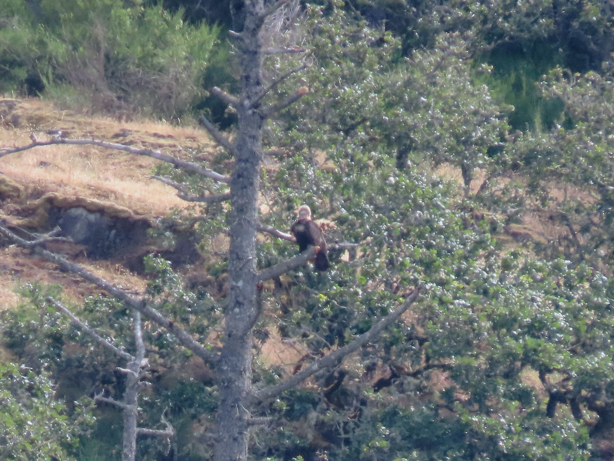 Golden Eagle - ML620465750